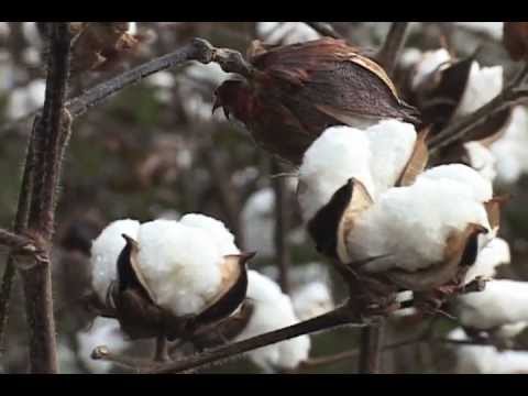 Lest We Forget: The Lost Story of Southern Sharecroppers