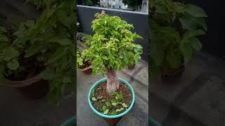 କାଗଜଫୁଲ ବୋନ୍ସାଇ।BONSAI BOUGAINVILLEA (YAMADORI).