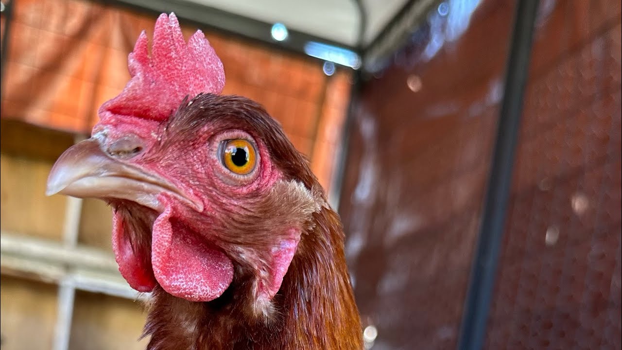 NEW TO CHICKENS|Everything you need to know about Combs and Wattles|