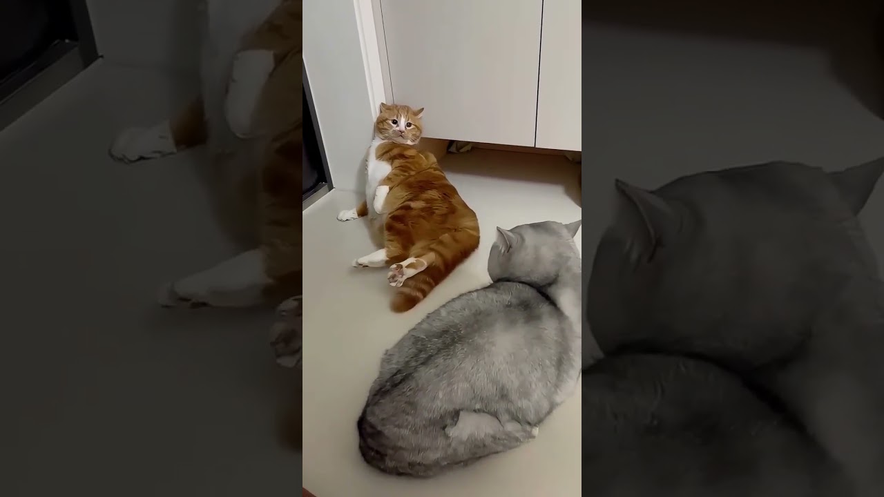 Scared to death cat cats confusing behavior cats daily life cats