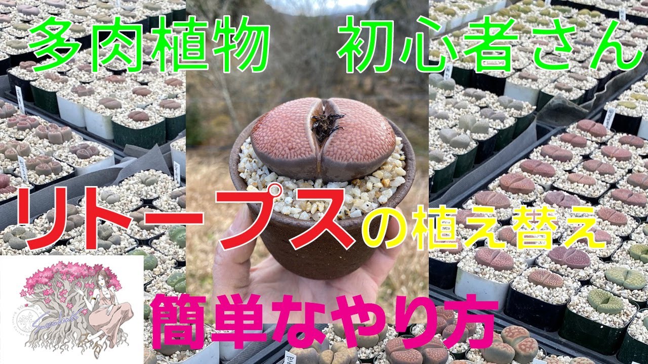 リトープス（網目巴里玉）の植え替え&安価な市販の資材や道具でどこまで対応できるか