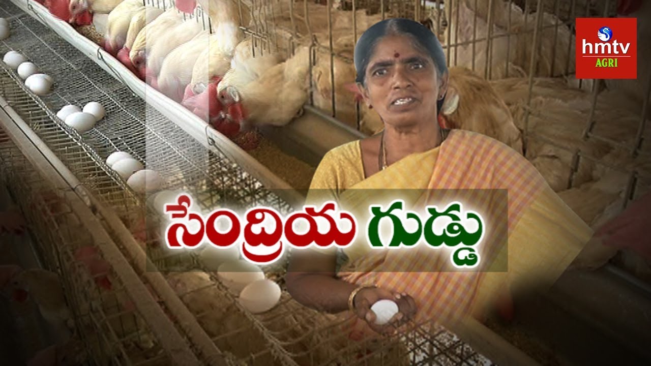 సేంద్రియ గుడ్డుతో పౌల్ట్రీ రంగంలో.. రాణిస్తున్న మహిళ రైతు | Organic Layer Poultry Farm | hmtv Agri
