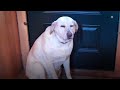 🤣 Funniest 🐶 Dogs - Awesome Funny Pet Animals Videos 😇