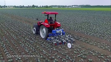 Robovator intra-row weeder in Red Cabbage