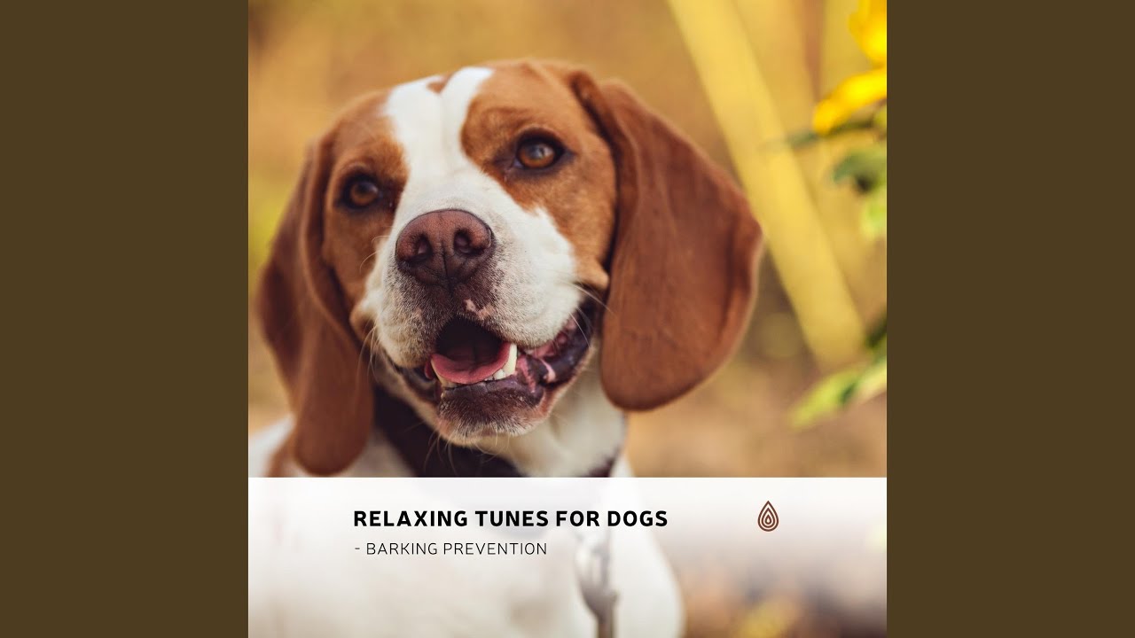 Calm Wind Melodies for Calmative Zone