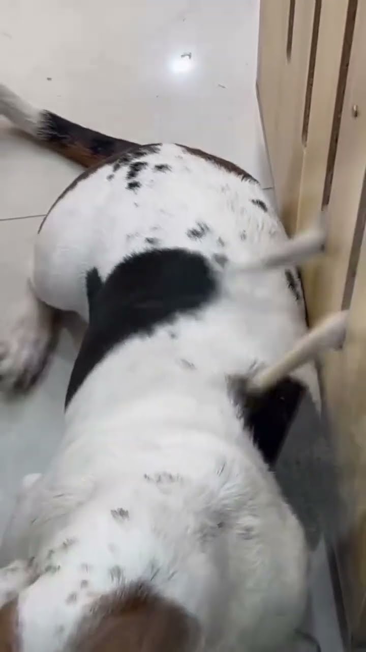 Doggyo like what’s in the box it’s helping me out