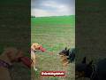 Doberman &amp; pitbull dog #pitbull #doberman #anmals #edit #viralshorts
