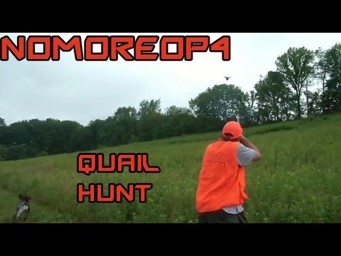 Bird Quail Hunting In Pennsylvania With A German Shorthaired Pointer Youtube