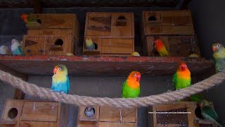 Lovebird Behaviour [LOVEBIRD TV] - Sunday Morning, July 31st 2022