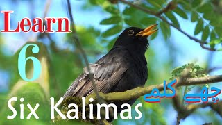 Six 6 Kalimas in Islam With Arabic Text, English & Urdu - Learn Six Kalimas | چھے کلمے screenshot 4