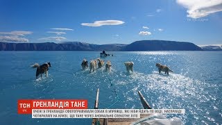 Вчені у Гренландії сфотографували собак, які ніби йдуть по воді Вчені у Гренландії сфотографували собак, які ніби йдуть по воді