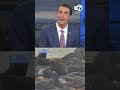 Is Chonkers back? Massive Steller sea lion seen sunbathing at San Francisco's Pier 39