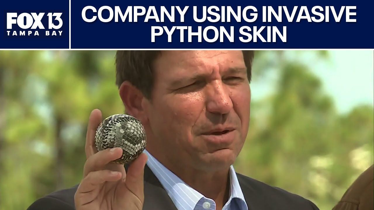Invasive pythons' skin used for fashion, other products - YouTube