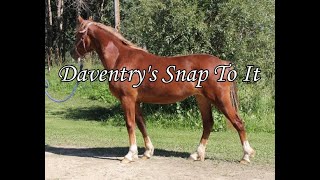 Daventry's Snap To It by Daventry Equestrian 116 views 3 years ago 1 minute, 29 seconds