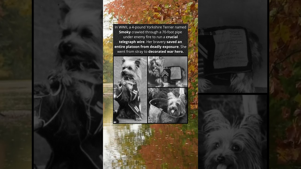 Smoky. The Tiny Dog Who Became a WWII Hero