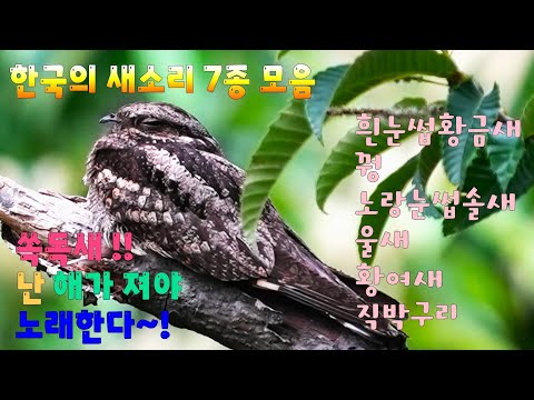 한국의 새소리 7종 3편 쏙독새는 밤이되야 노래해요 쏙독새 황여새 노랑논썹솔새 흰눈썹황금새 꿩 울새 직박구리 Singing Birds