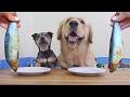 My Two Dogs Review Food Fo The Firts Time! it's CRAZY