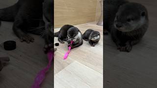 大人げない母カワウソ #shorts