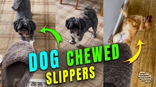 Lady Went Home to Find Her Dog Had Chewed Her Slipper