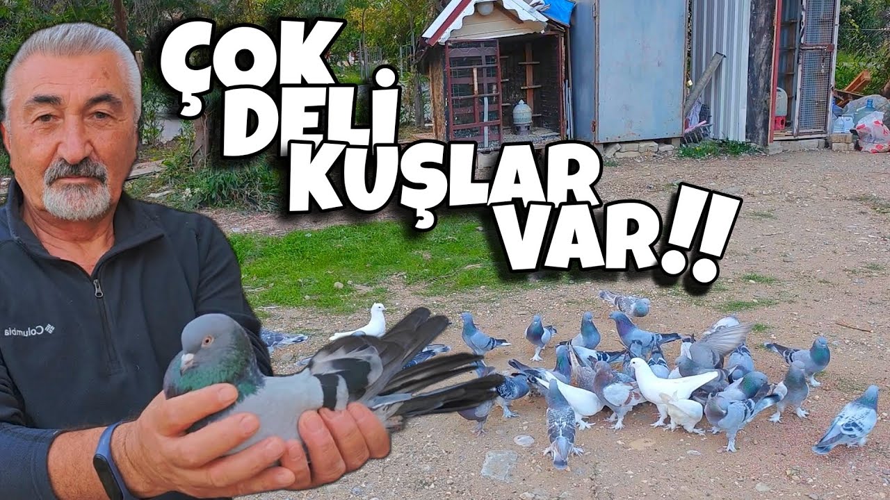 BU KÜMESLERDEKİ KUŞLAR RESMEN TARİHİ ESER‼️#oyunkuşu #güvercin #taklacıgüvercin #pigeon
