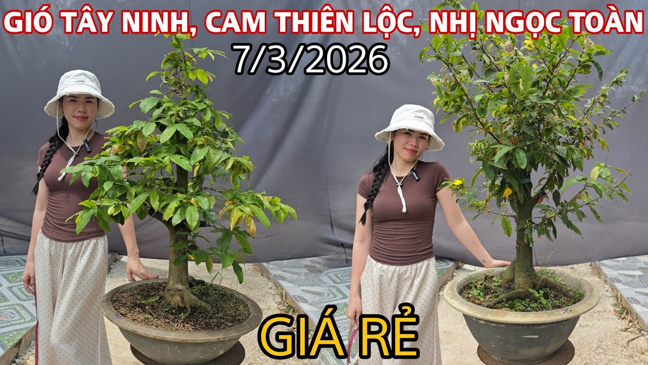 [7/3/2026] Cam Thiên Lộc,Gió Tây Ninh,Bình Lợi, Nhị Ngọc Toàn☎️0907411602 (Quý) |VƯỜN MAI HUỲNH GIAO