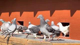 GOOD MORNING FOR THE RACING PIGEONS TO START ROAD TRAINING. Also Pakastani Highflier update