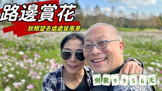 平鎮路邊賞花_老夫老妻騎機車賞花看稻田_人生倒計時9956天