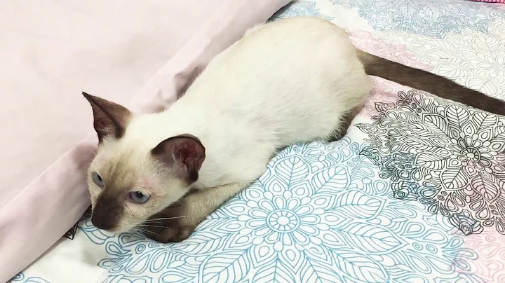Watch the video about Siamese Cat Attack