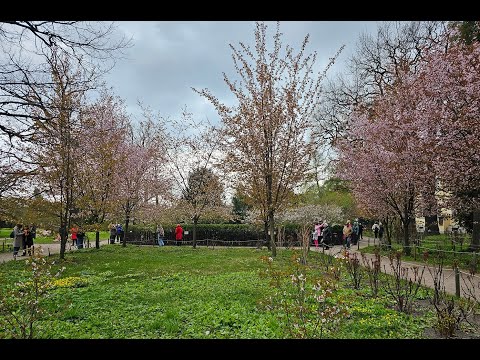 Сакура начала цвести на Пасху 2025 в Ботаническом саду Петербурга