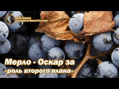 Вопрос: Как подавать вино Мерло?