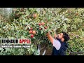 Kinnaur Apple | Harvesting | Grading & Packing | Apple Farm | Kinnaur | Himachal Pradesh | India