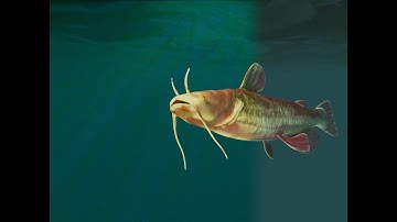 Catfish Underwater Animation Test (Bledner, EEVEE Renderer)
