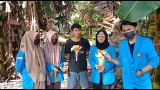 Penjelasan penyakit tanaman pisang dan cara pengendalian nya