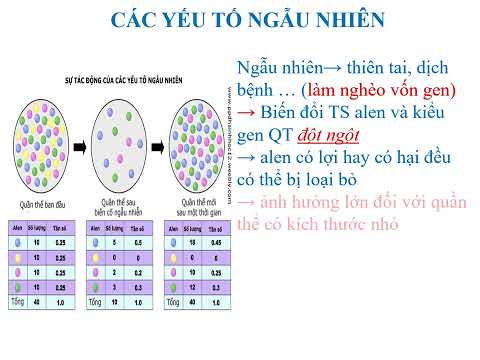 Video: Chọn lọc tự nhiên có làm tăng tần số alen không?