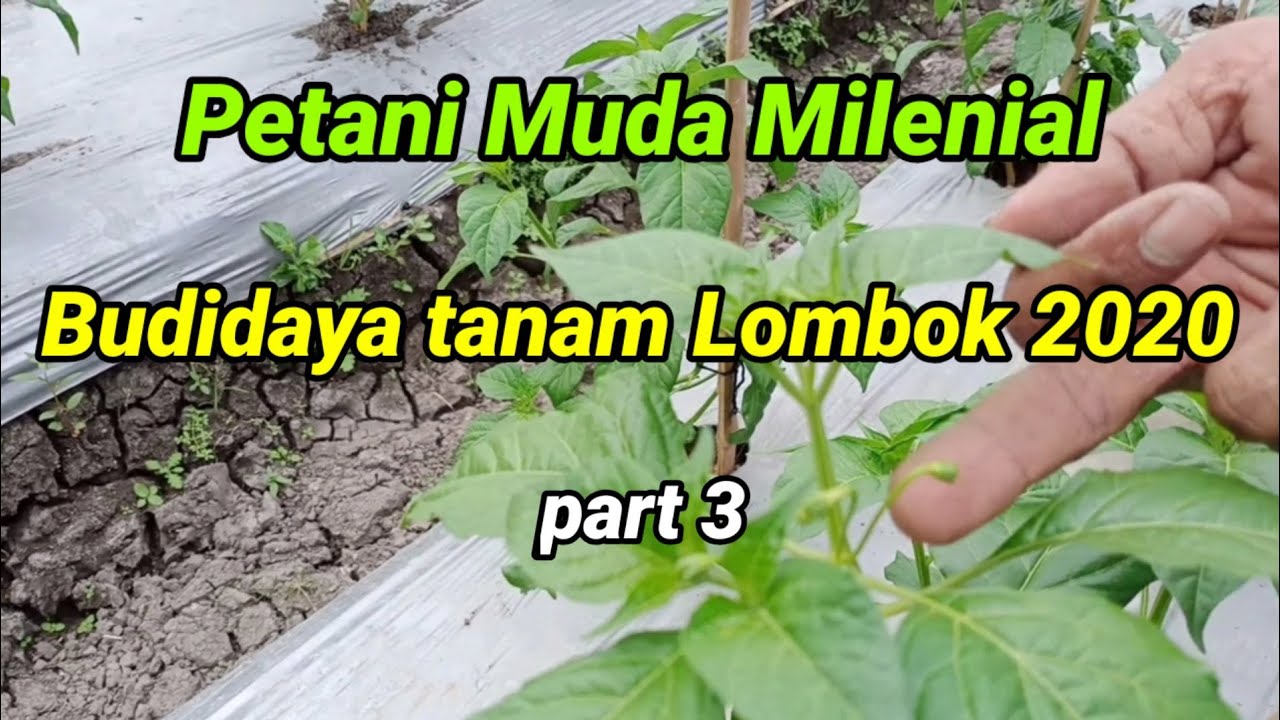  Budidaya  tanam Lombok  2022 part 3 YouTube