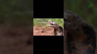 Never look a snake in the eyes like this #shorts #scary #wildlife