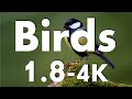 Birds -1 (4.5K)