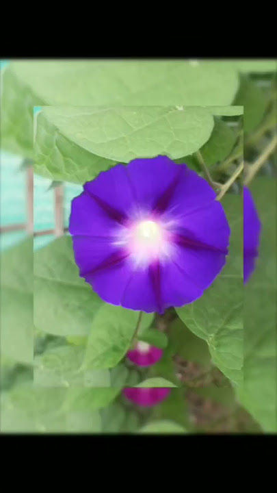 KASHMIRI THREE TYPES OF FLOWER'S 🌹 #kashmiri#viral #video PLEASE SUBSCRIBE