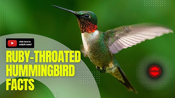 Discover the Marvels of the Ruby-throated Hummingbird: Nature