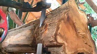 The Beauty of Teak Wood Grain, Number One in the World - at the Sawmill