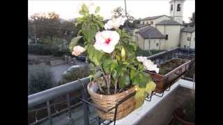 I fiori e le piante del mio balcone