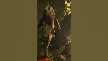 Sucker Fish Breaking the Aquarium 😵😵😵