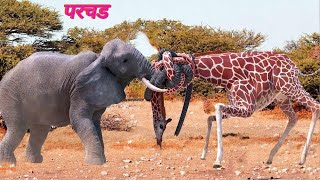 Elephant fights against giraffe for water bottle