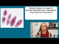 How Do Bacteria and ameobas Reproduce? Binary Fission Explained