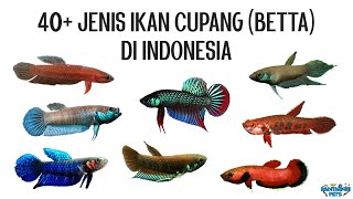 40 Jenis Ikan Cupang Alam (Wild Betta) Di Indonesia 40 Jenis Ikan Cupang Alam (Wild Betta) Di Indonesia