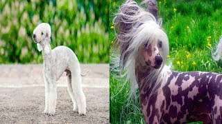 PERROS ÚNICOS CON CARACTERÍSTICAS ASOMBROSAS