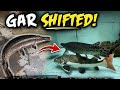 My Alligator Gar Fell During Transfer! 😱 | Monster Pond Upgrade
