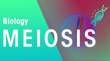 Meiosis | Genetics | Biology | FuseSchool