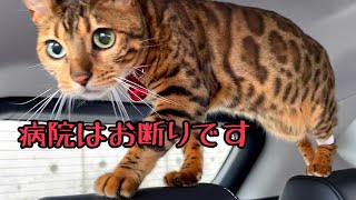 慢性腎不全のベンガル猫ベルの2回目の定期検診に行ってきました