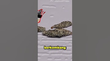 Hama kecil ini bisa jadi masalah besar kalau dibiarin